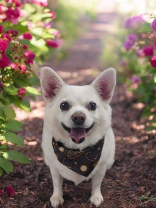 A small white dog wearing a bandana is standing in front of flowers.
