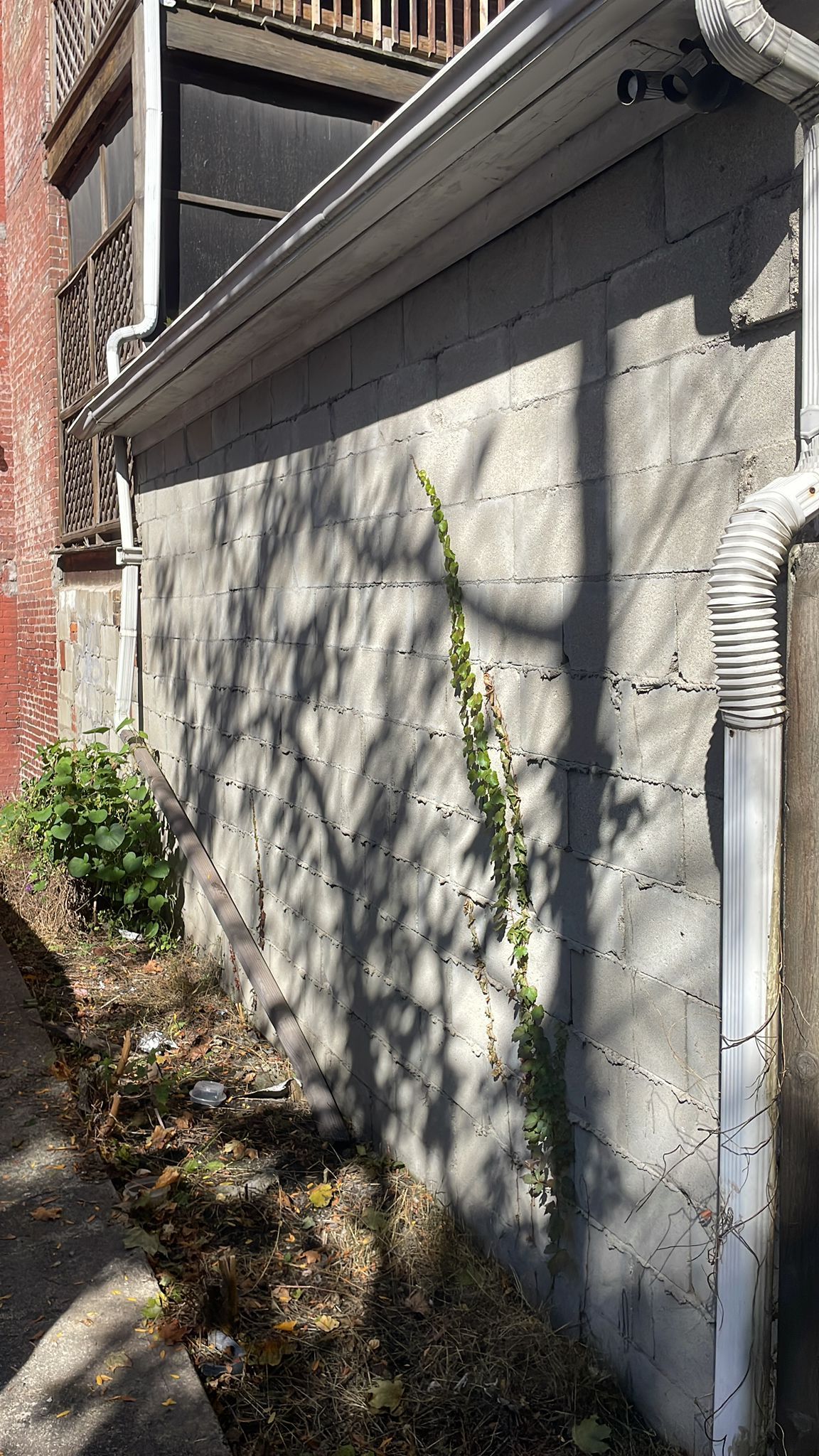 Concrete wall with climbing vines, a gutter, and dry leaves.