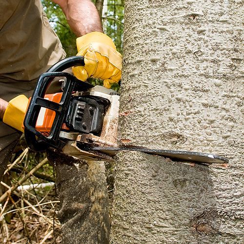 Tree Removal Baltimore Md Ameritree Experts