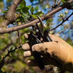 Tree Removal Baltimore, MD | AmeriTree Experts