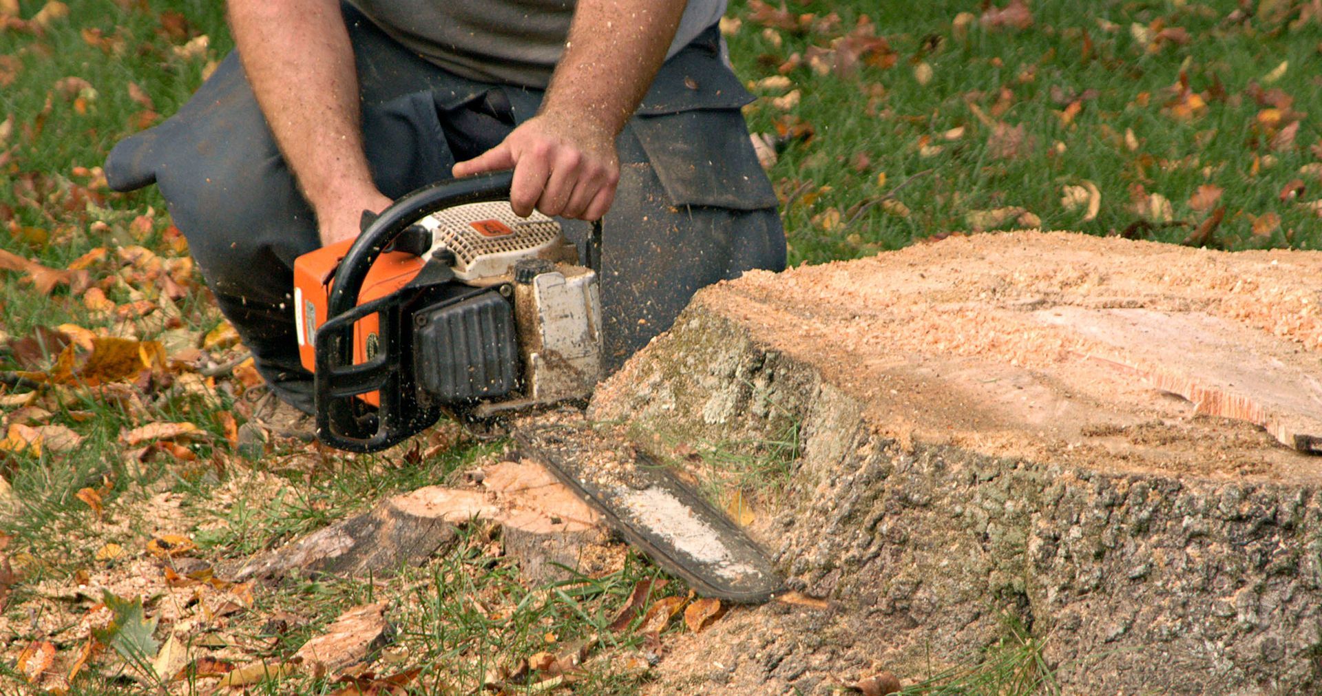 Tree Removal Baltimore Md Ameritree Experts