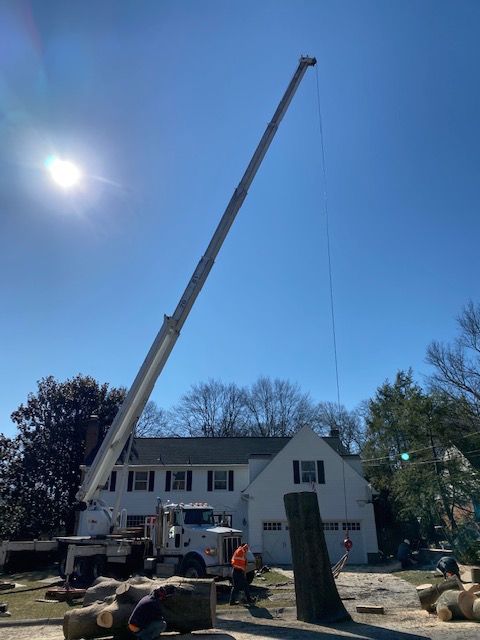 Tree services