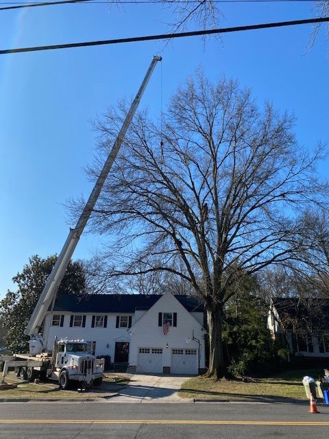 Tree services