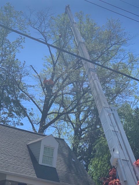 Tree services