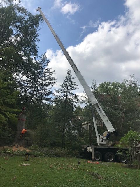 Tree services