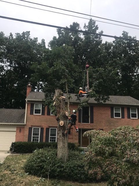Tree services