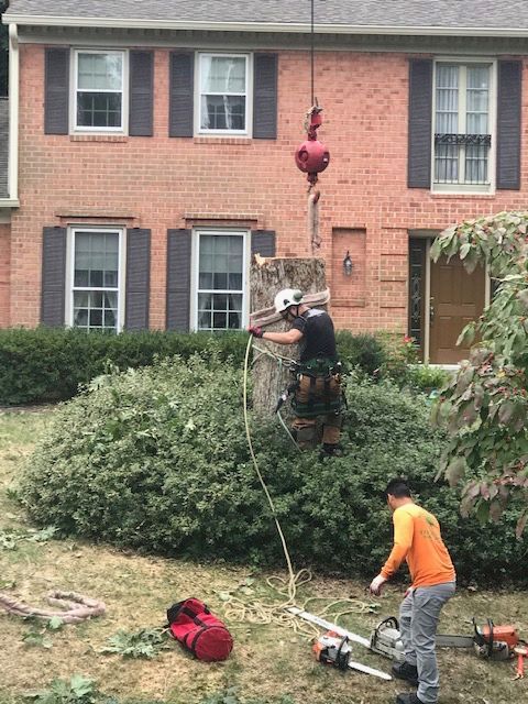 Tree services