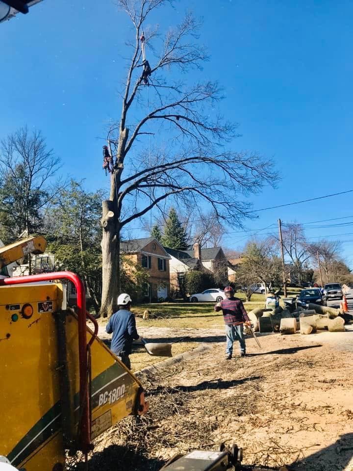 Tree services