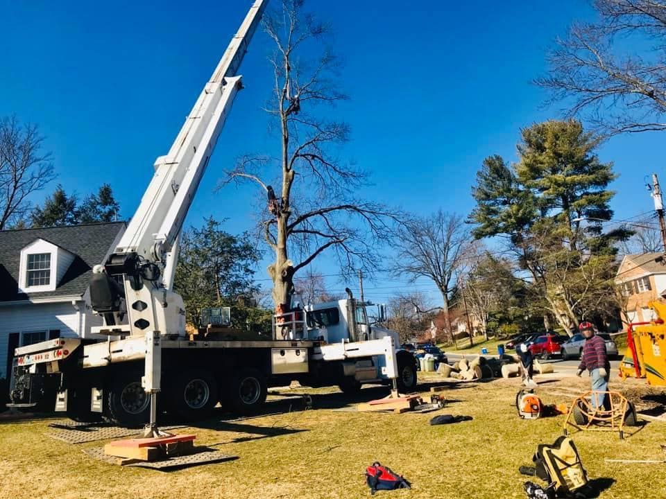 Tree services