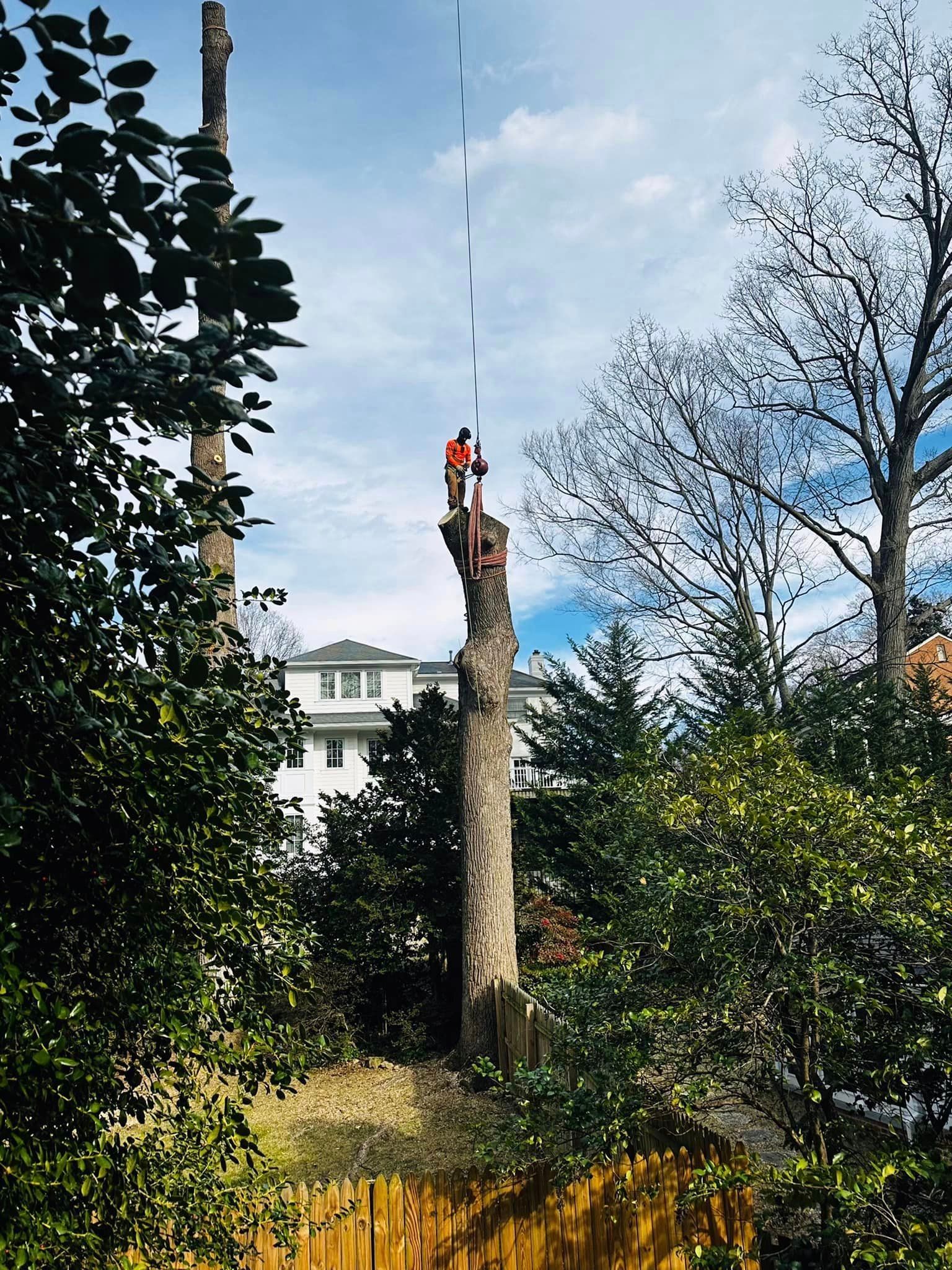 Tree services