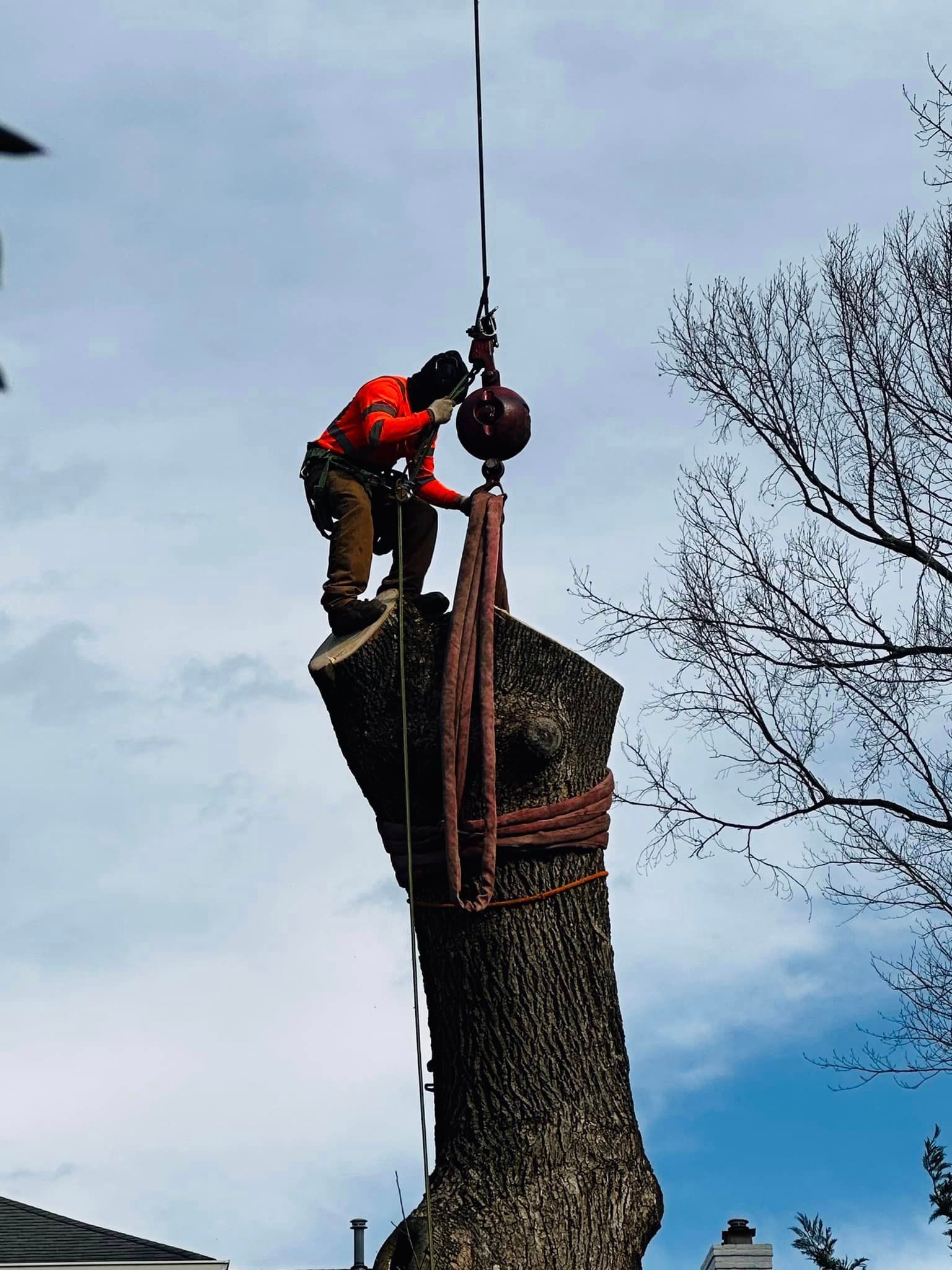 Tree services