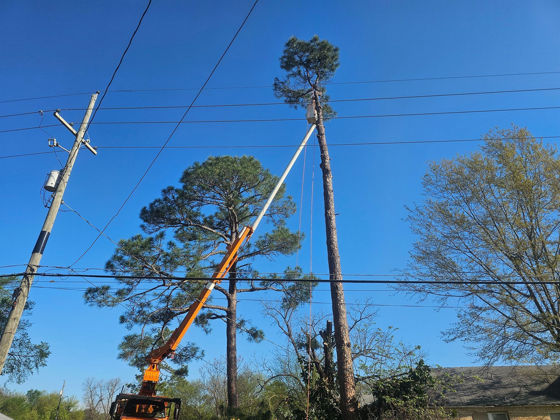 Utility workers using a crane to trim a tall tree near power lines under a clear blue sky