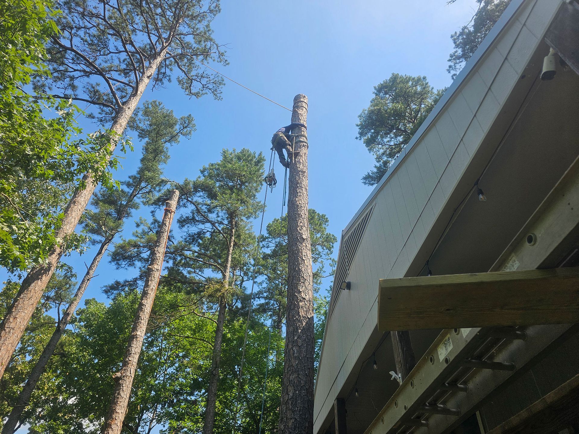 Tall trees against a blue sky beside a house roof and deck railing