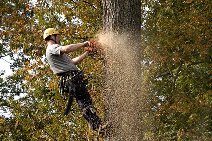 Person using a chainsaw near a tree, sending wood chips flying in a wooded area