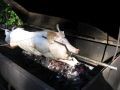 A pig is being cooked on a grill.