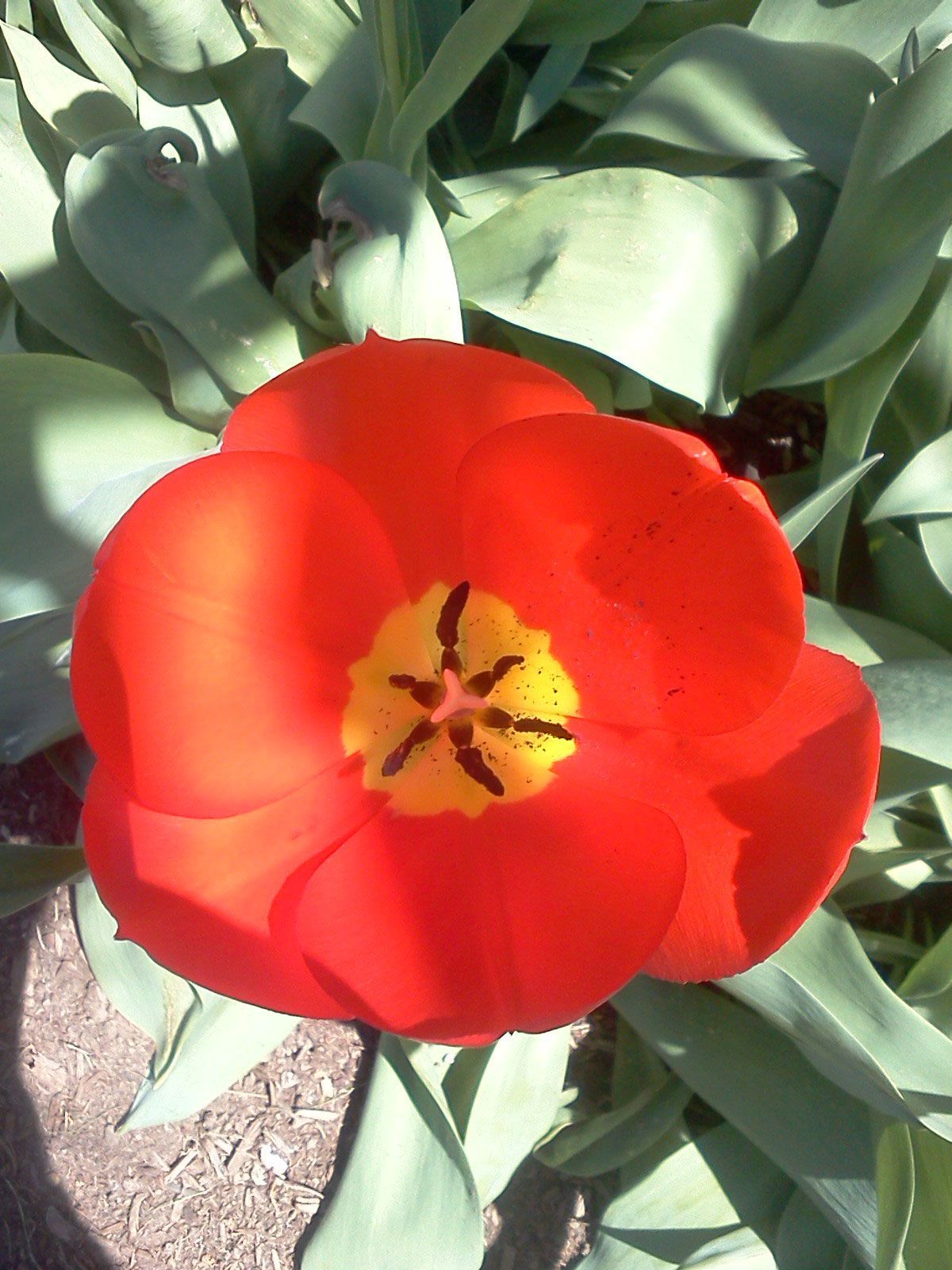 Red tulip with a yellow center blooming among green leaves on a sunny day
