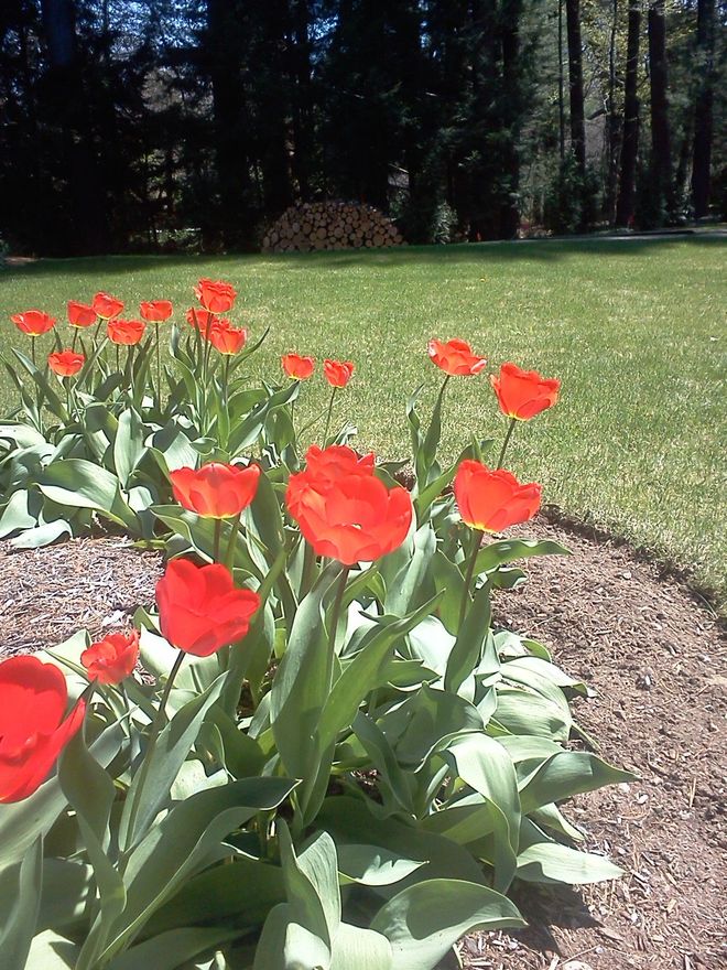 Red tulips blooming beside a curved garden path in a sunny park-like yard.