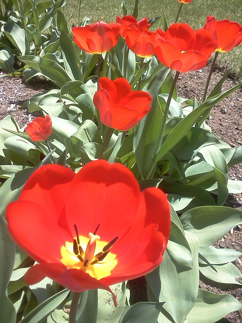 Red tulips blooming in a garden, with one close-up flower in the foreground.