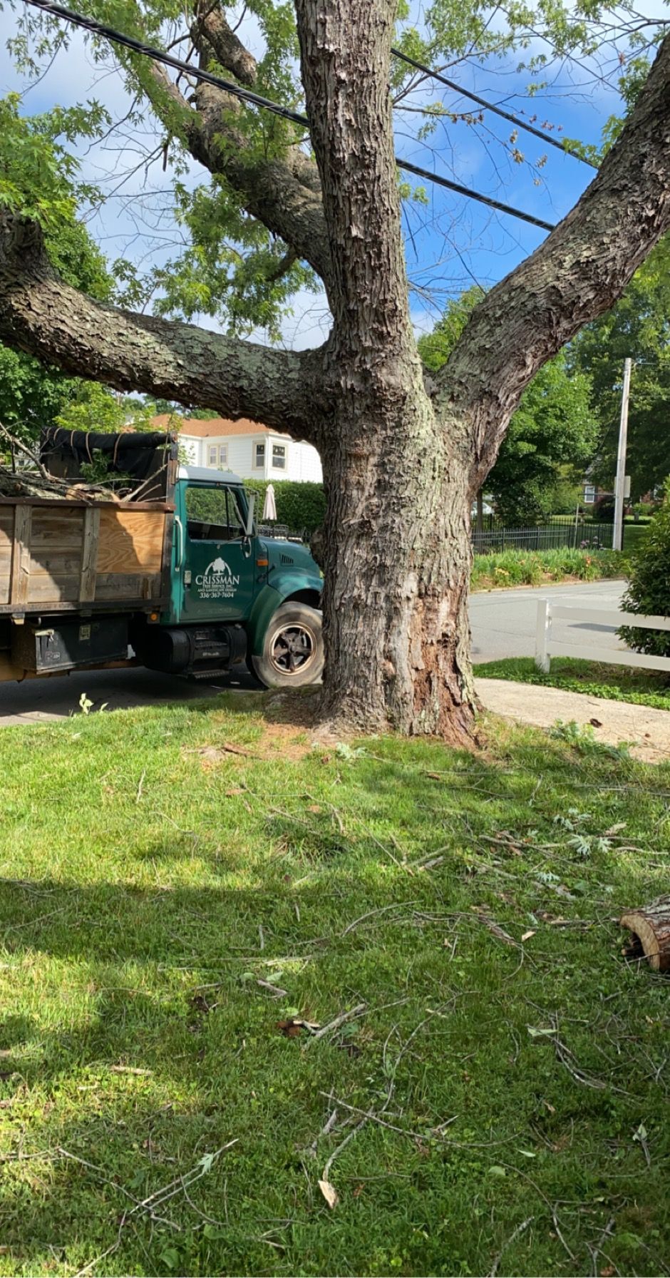 Tree removal services
