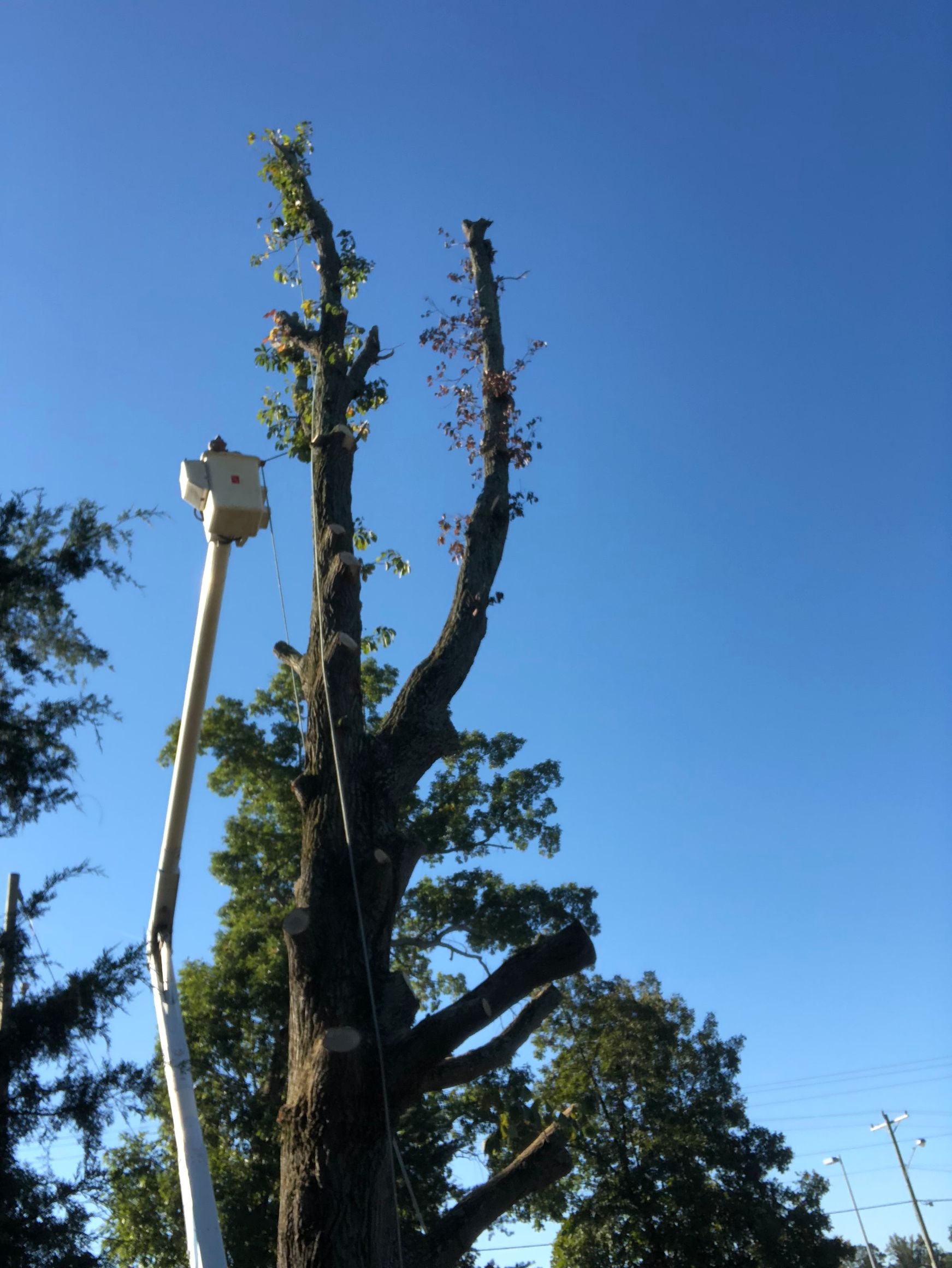 Tree removal