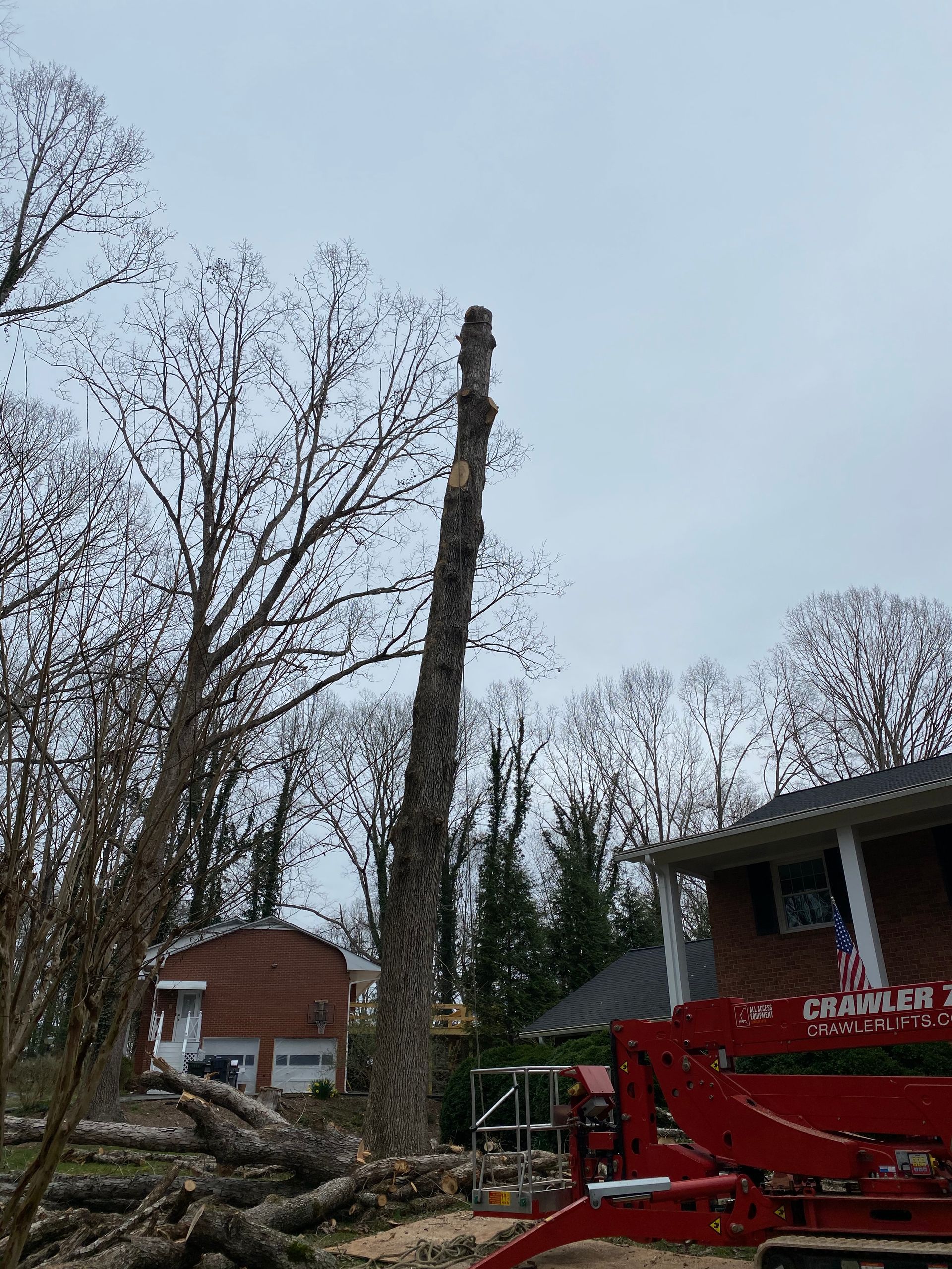 Tree removal service