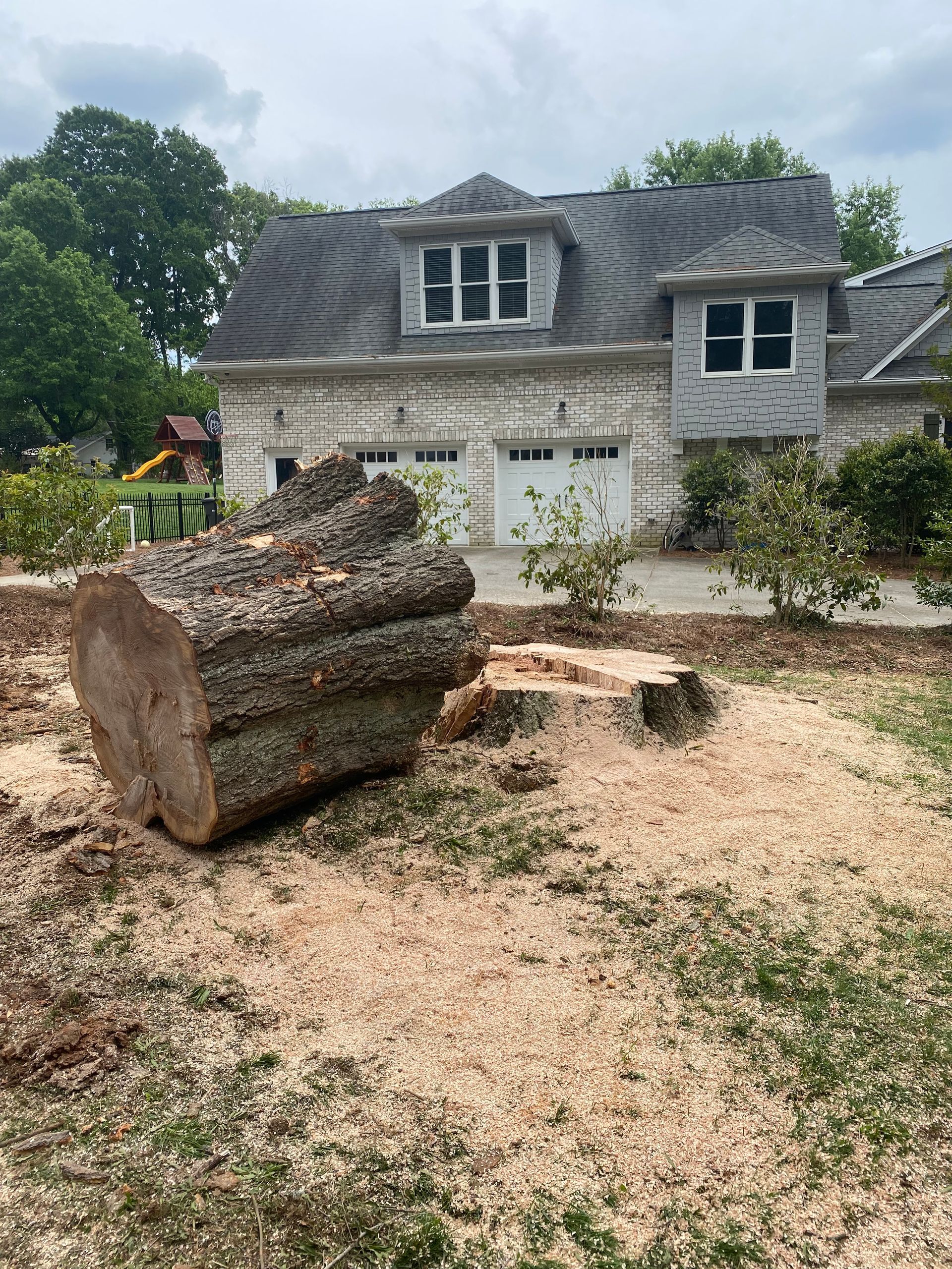 Tree removal service