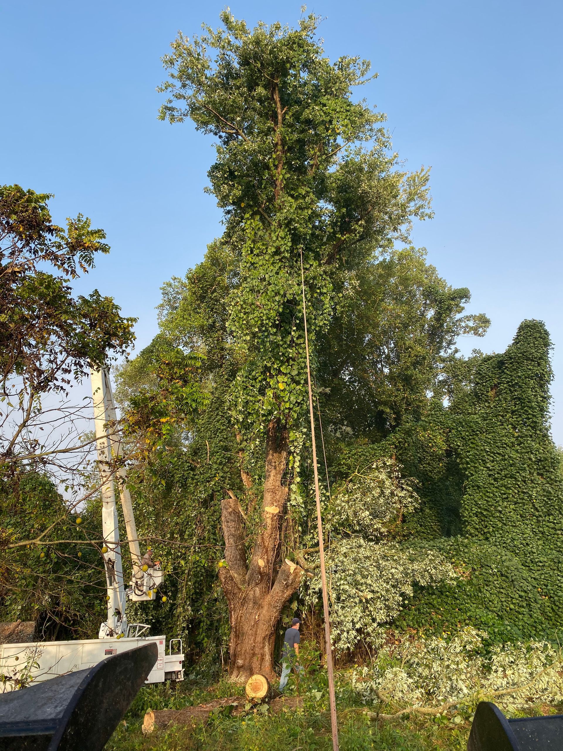 Tree removal