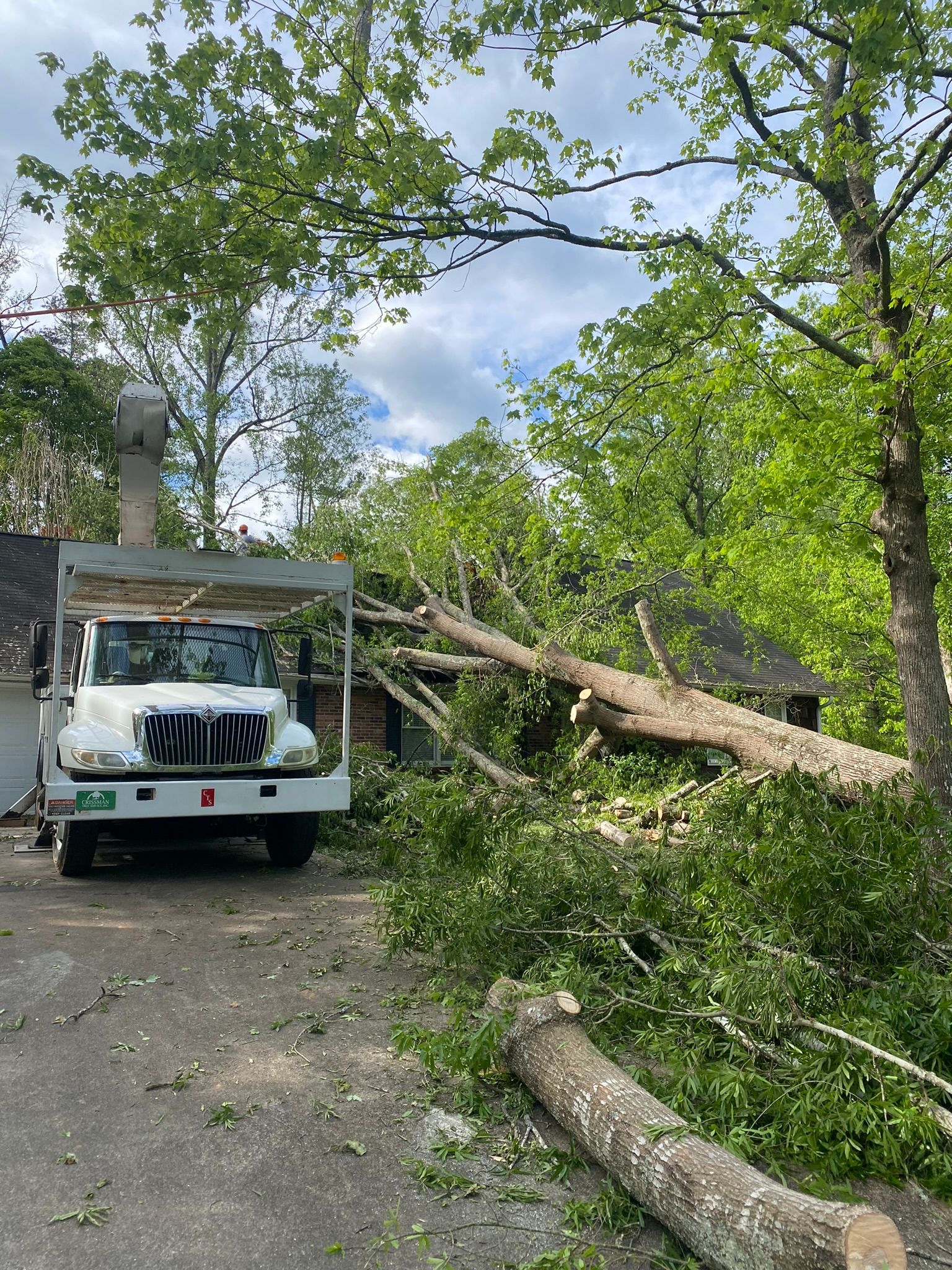 Tree removal service