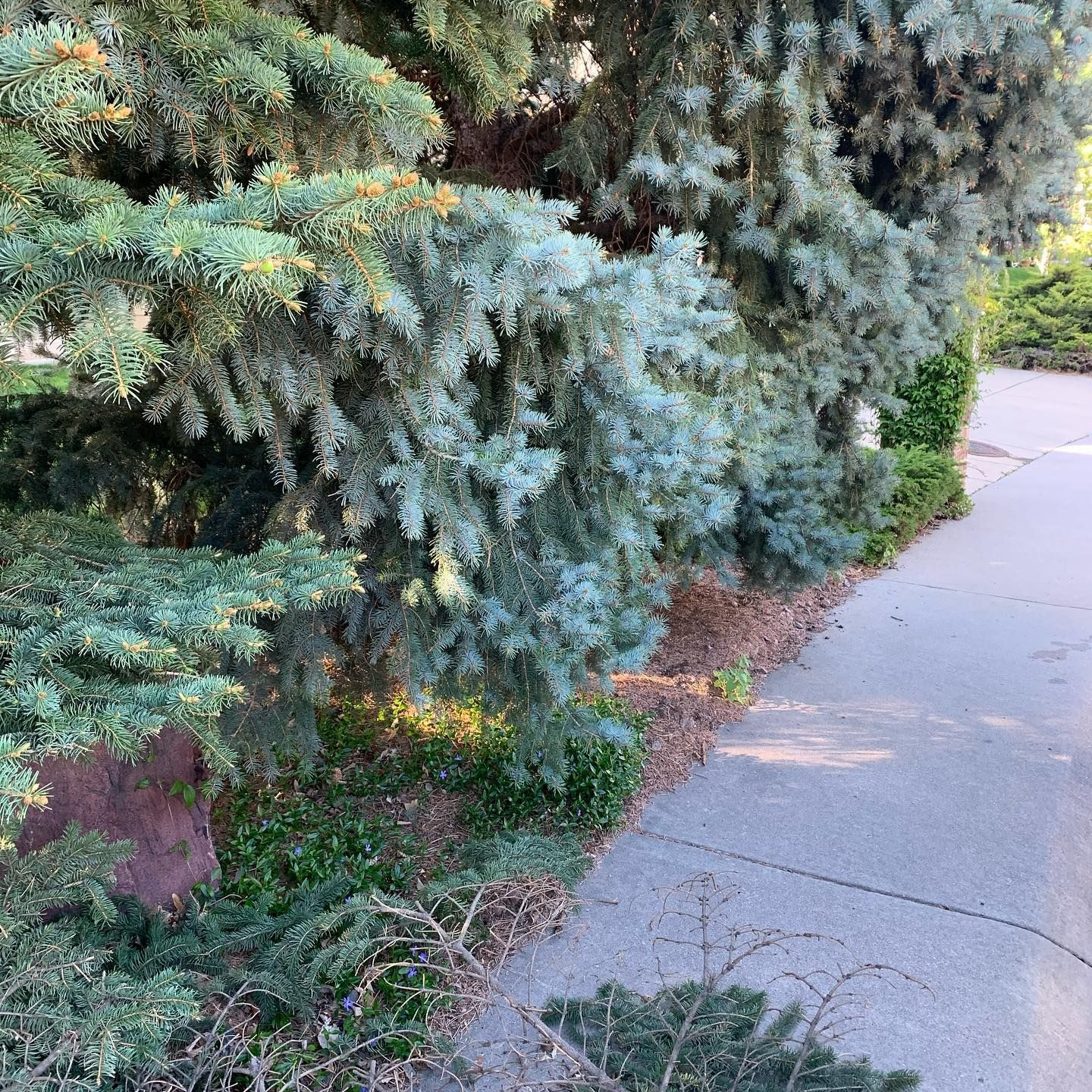 A row of trees along a sidewalk next to a road.