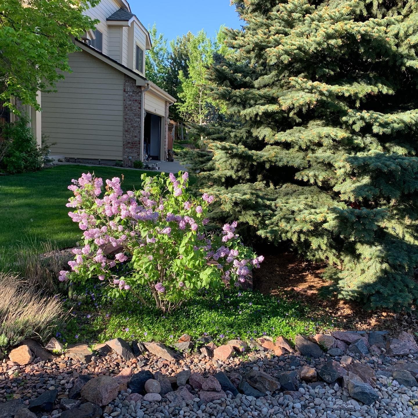 A house with purple flowers in front of it