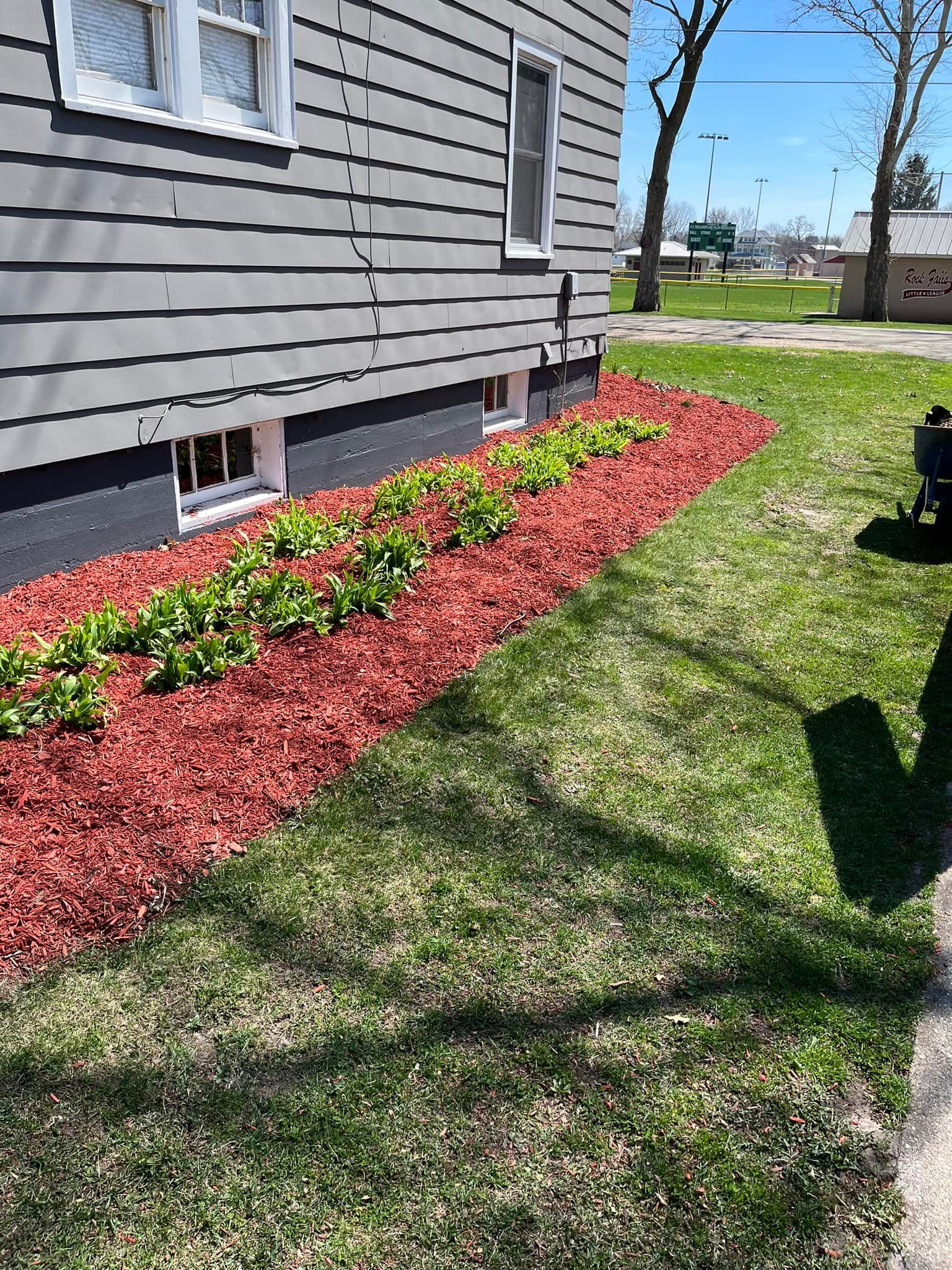 A dog is standing in front of a house with red mulch and plants.
