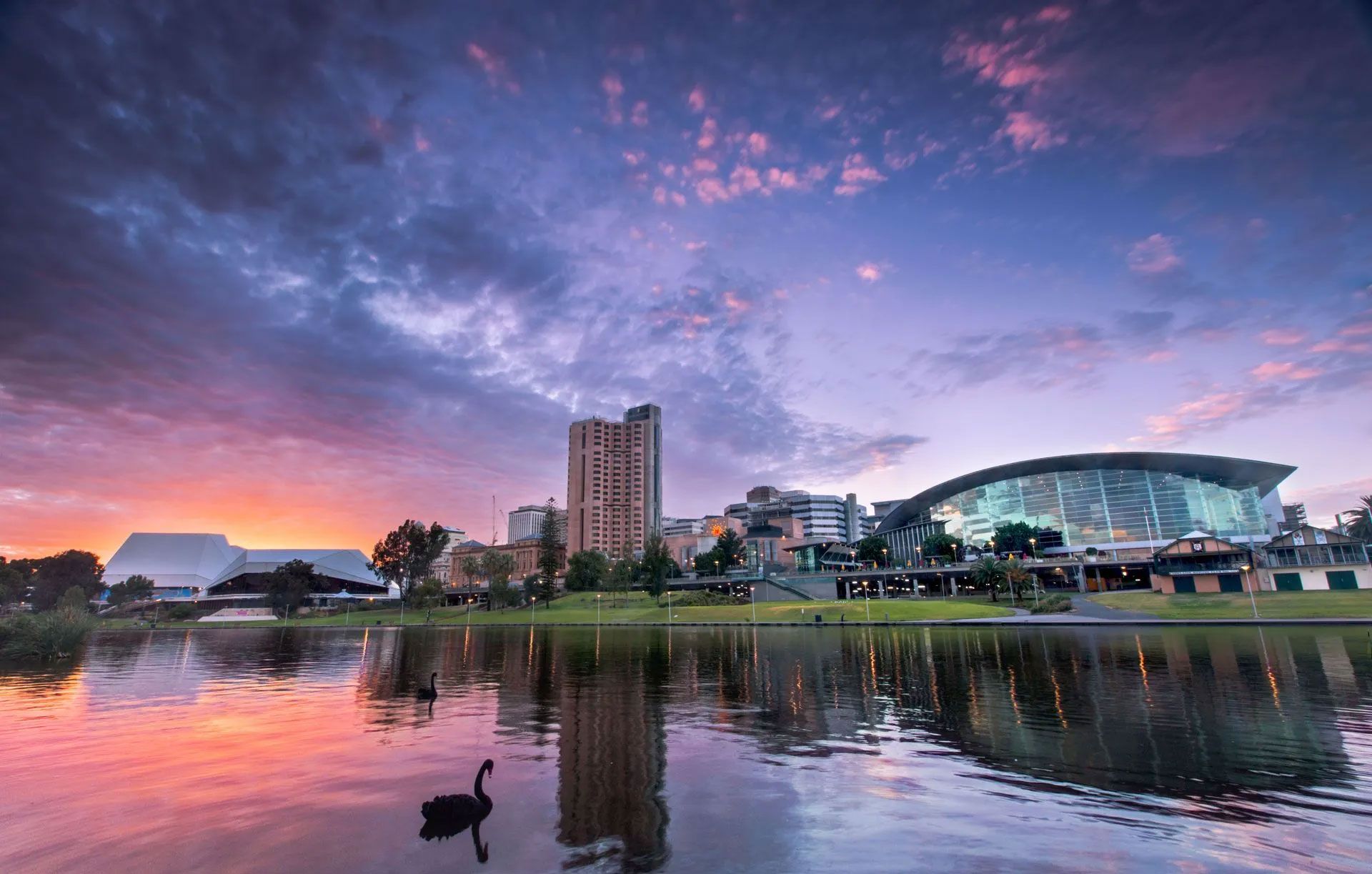 A black swan swims on the River Torrens in Adelaide with the city skyline and a vibrant purple sunset in the background.
