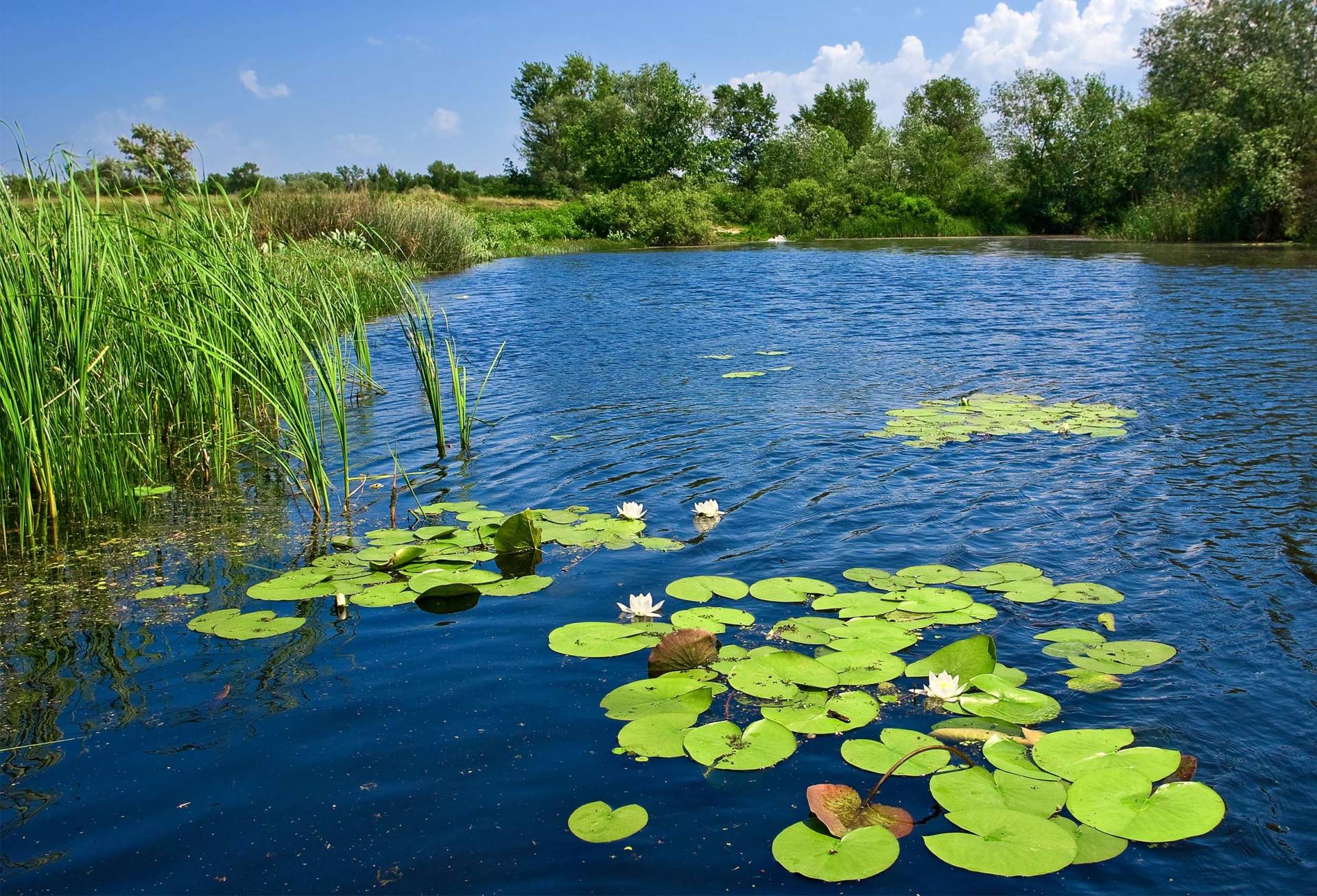 Lake with weeds