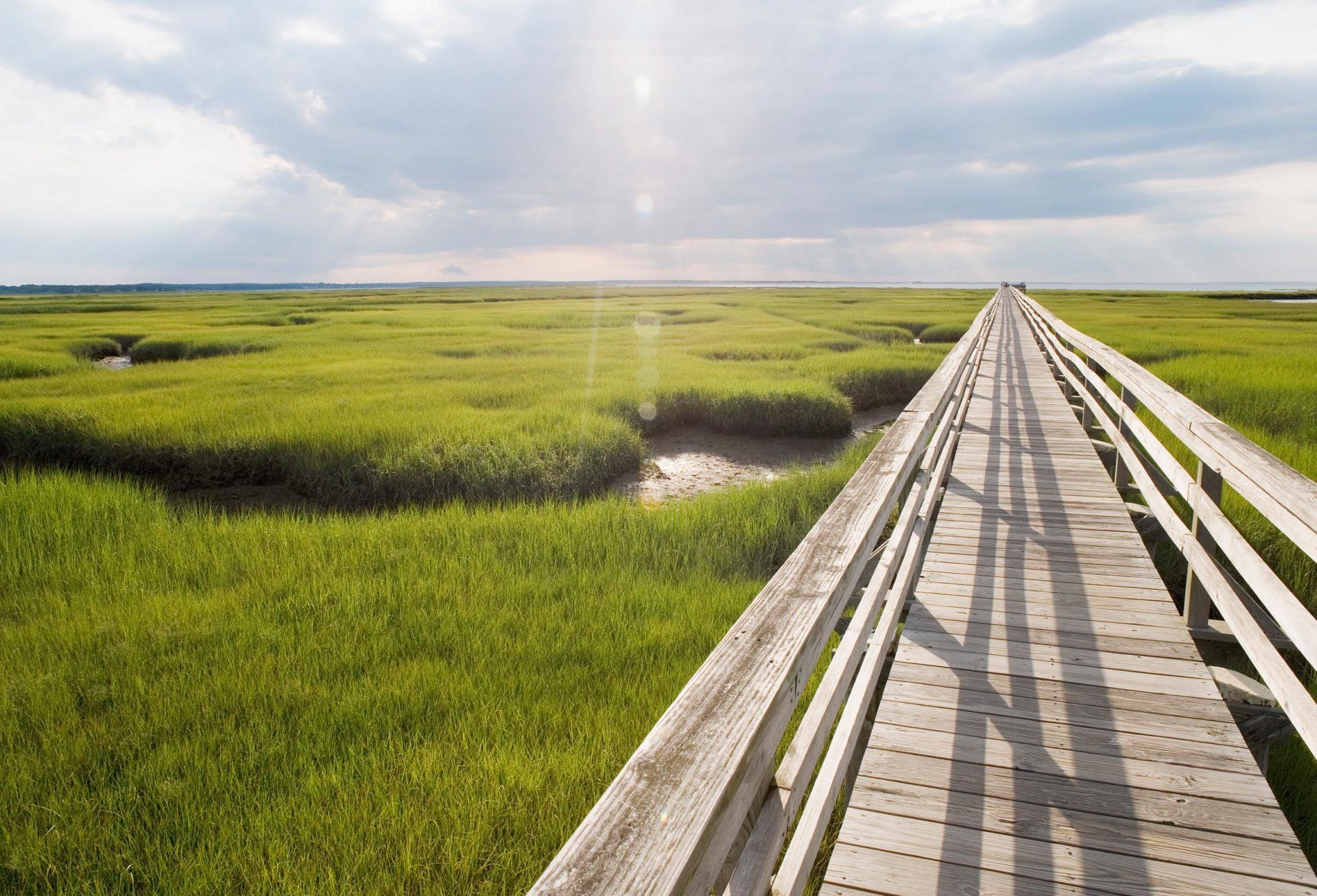 Wetland with grass