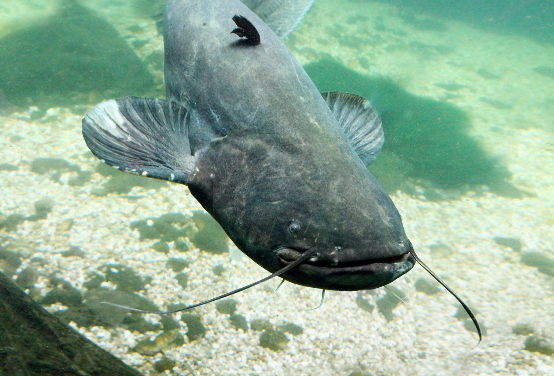 Closeup of a catfish