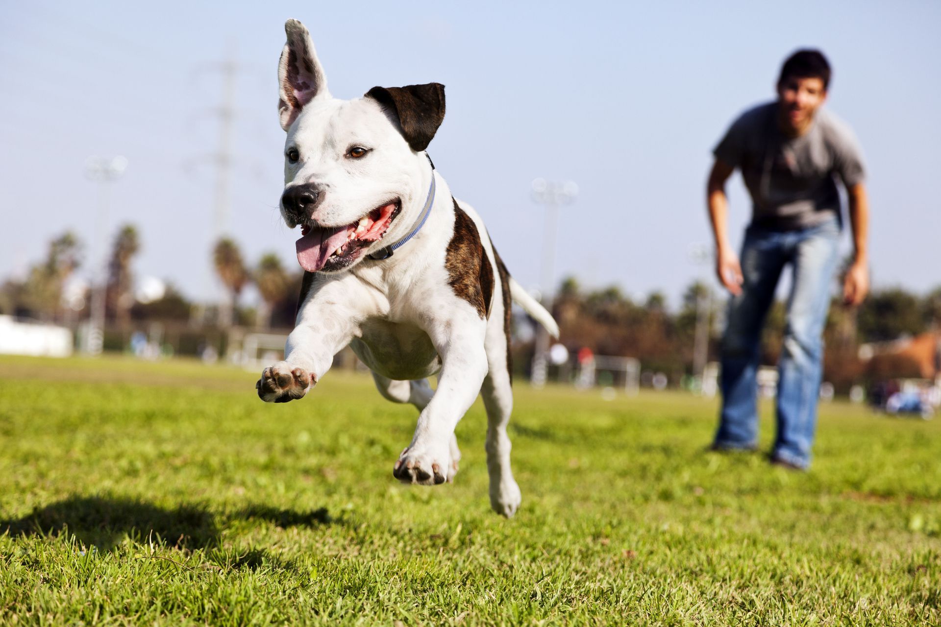 A dog with black and white fur leaps joyfully across a grassy field while a person stands blurred in the background.