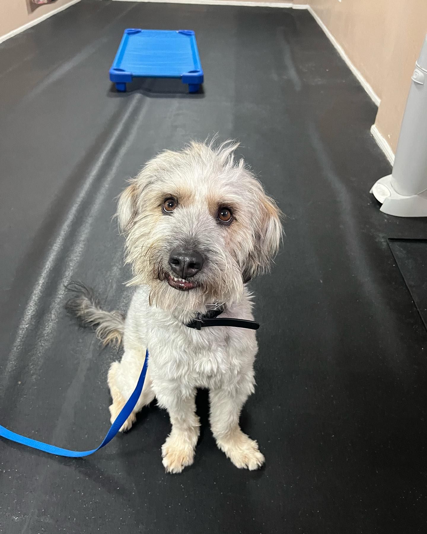 A scruffy, light-colored dog wearing a black collar and a blue leash sits on a black floor near a blue elevated bed.