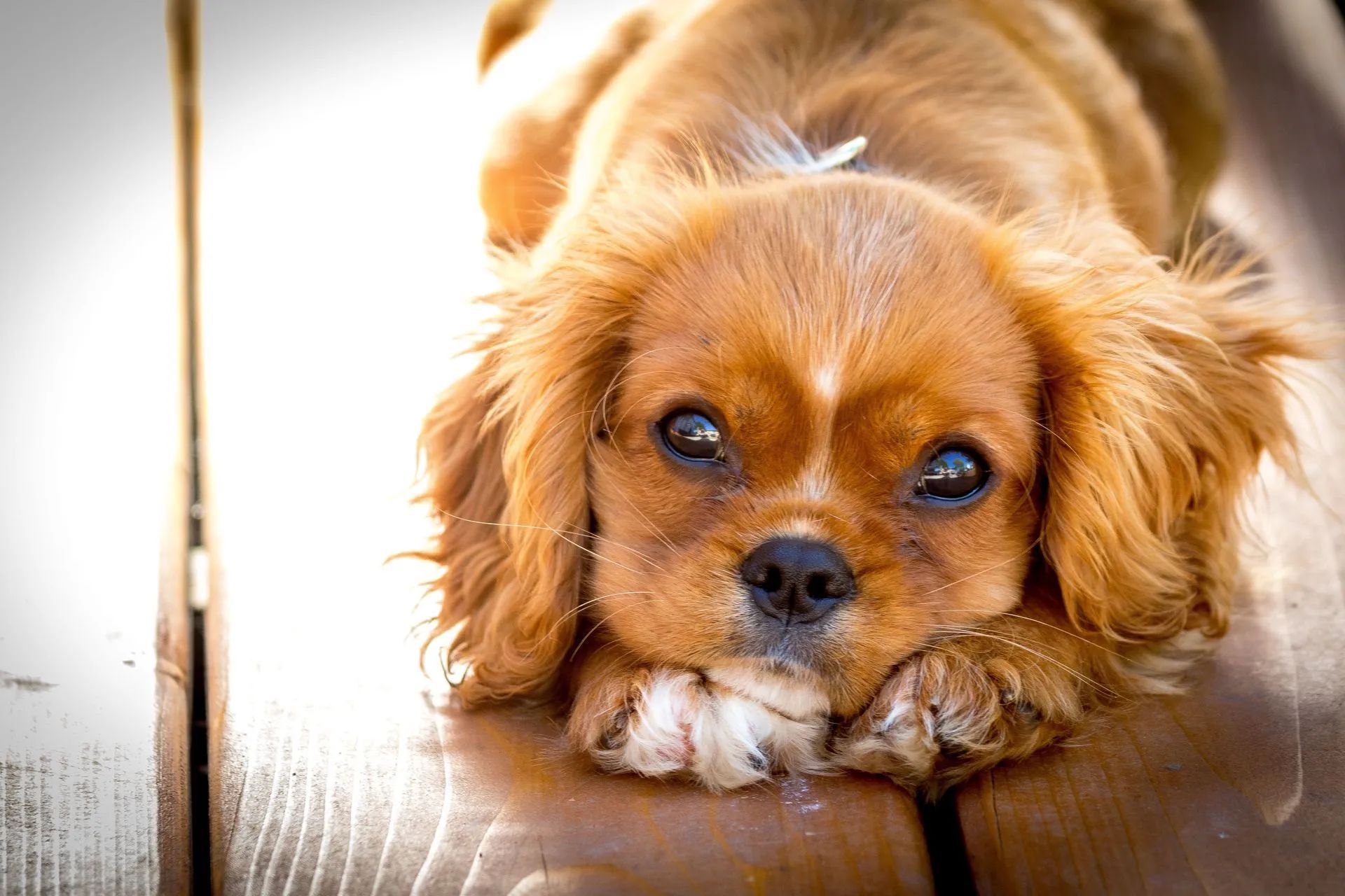 A person uses electric clippers to groom the fur of a golden-colored spaniel standing on a table covered with loose hair.