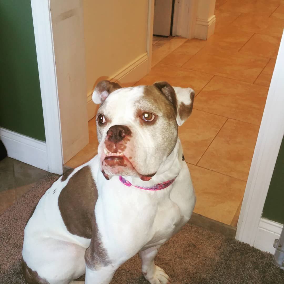 A white and brown bulldog mix with a pink collar sits on a carpeted floor in a home interior.
