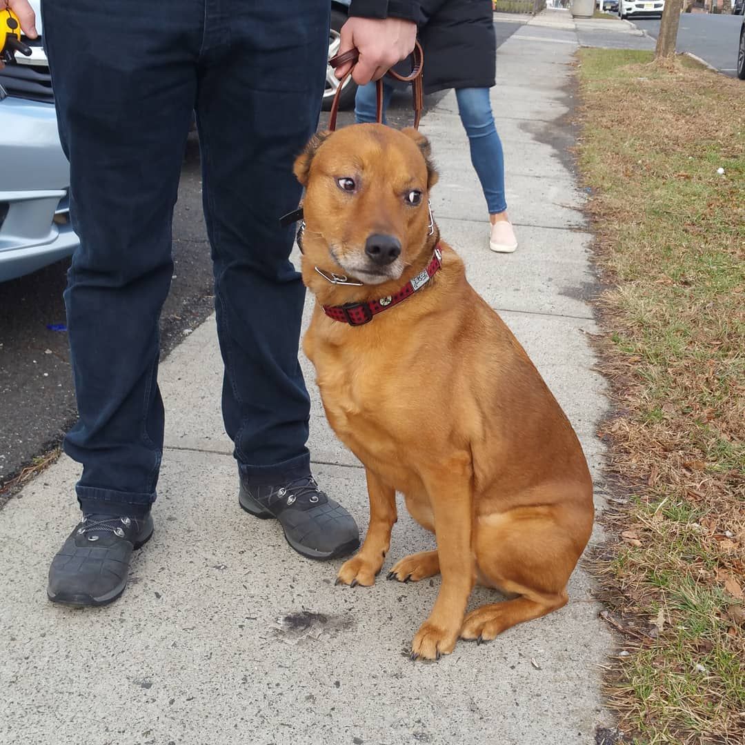 A medium-sized, tan dog with a cross-eyed expression wearing a patterned collar, sitting beside a person on a sidewalk.