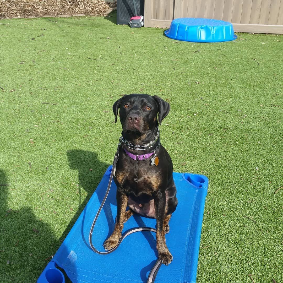 A brindle and black dog wearing a purple collar sits on a blue elevated cot in a grassy yard.