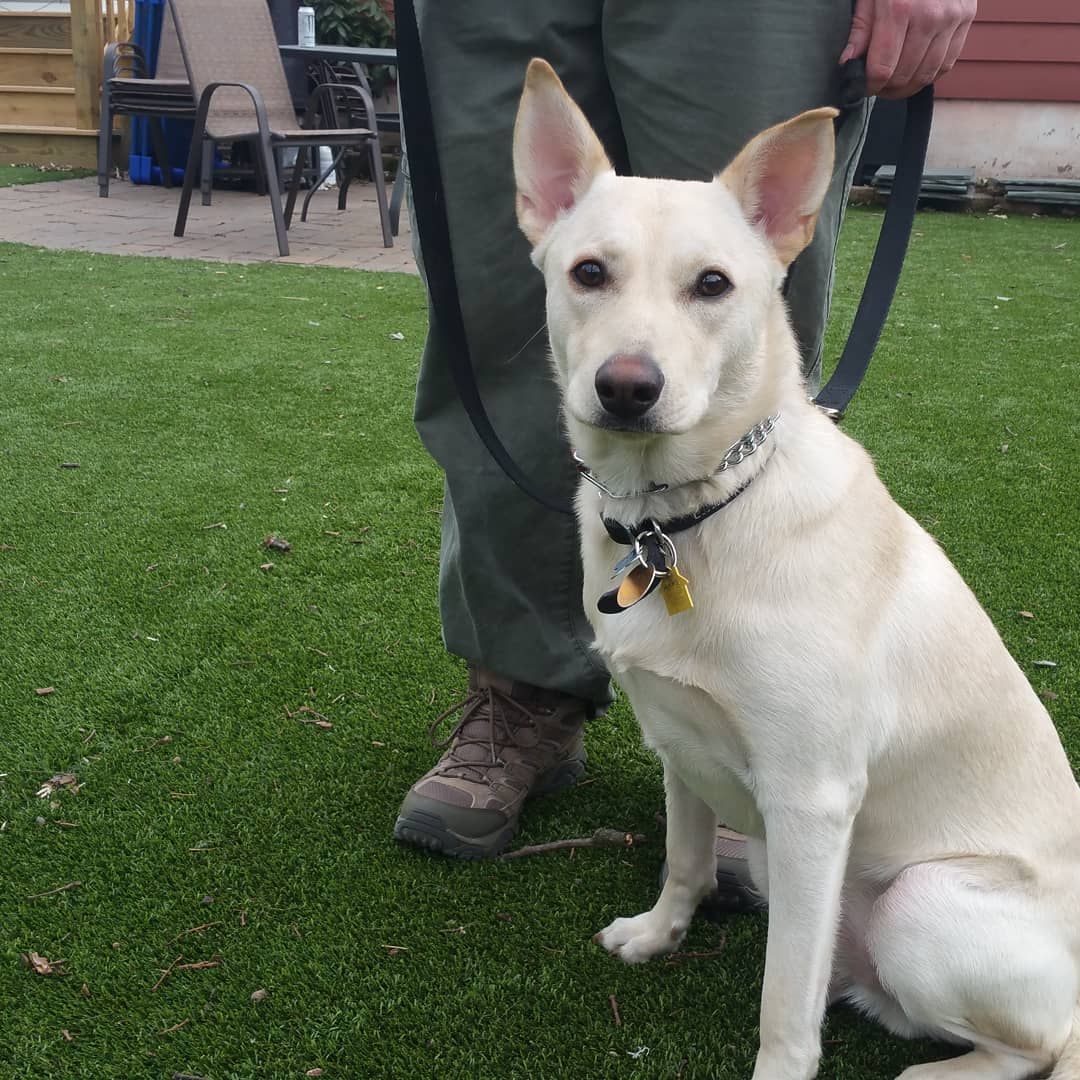 A light-colored dog with upright ears sits on grass next to a person holding its leash.