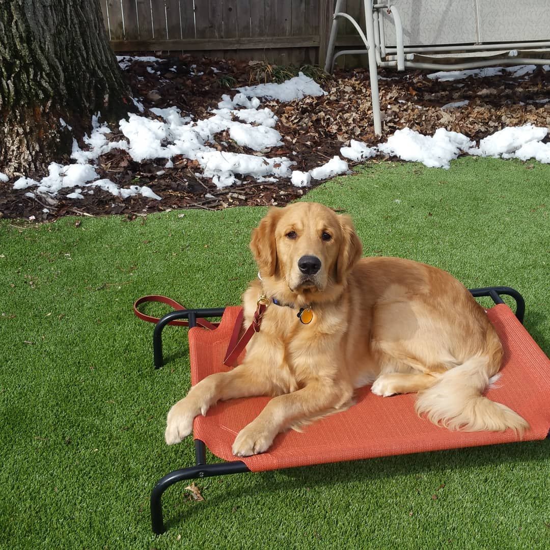 A golden retriever sits calmly on an elevated orange pet cot on a grassy lawn with patches of snow in the background.