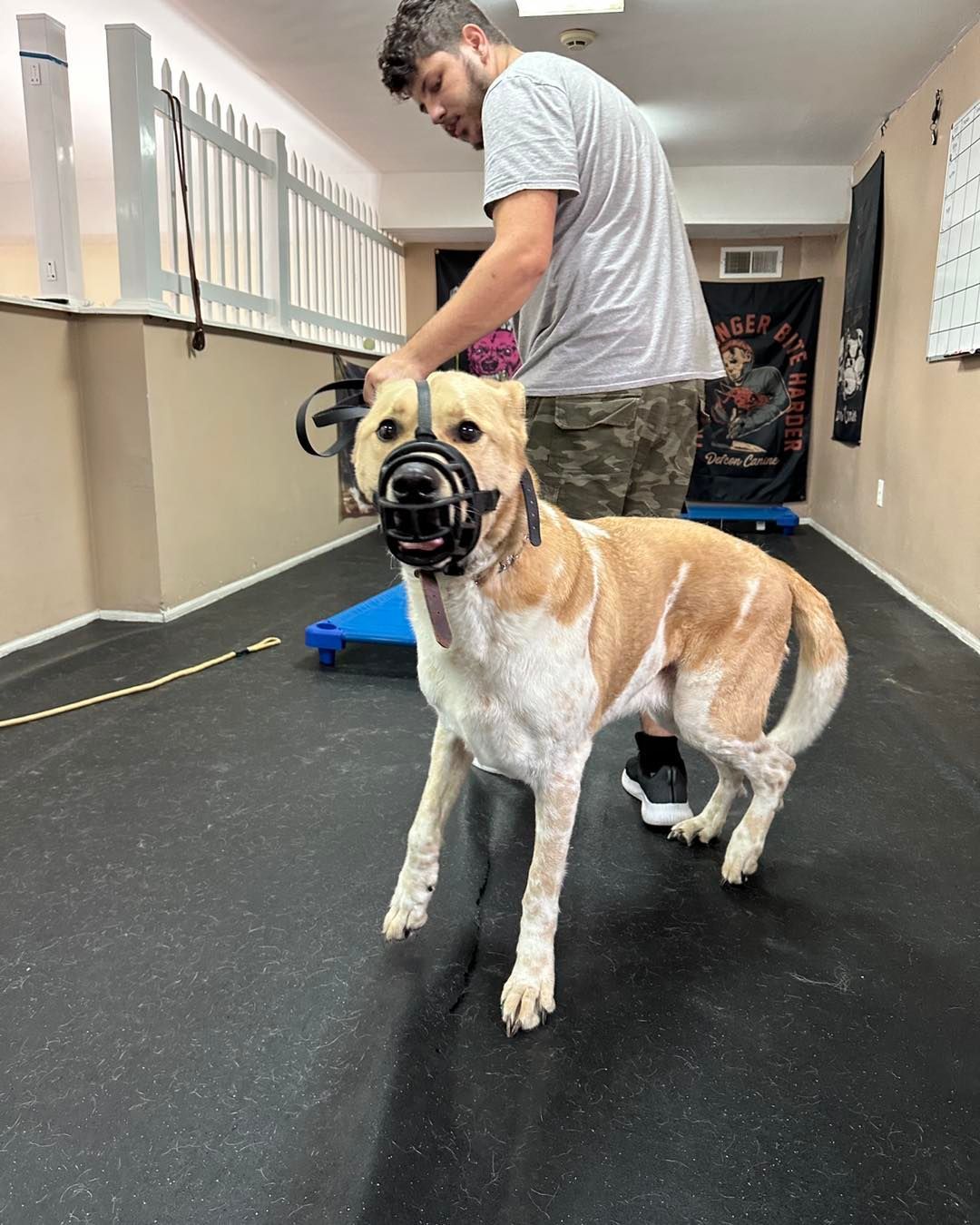 A man trains a tan and white dog wearing a basket muzzle inside an indoor facility with black flooring.