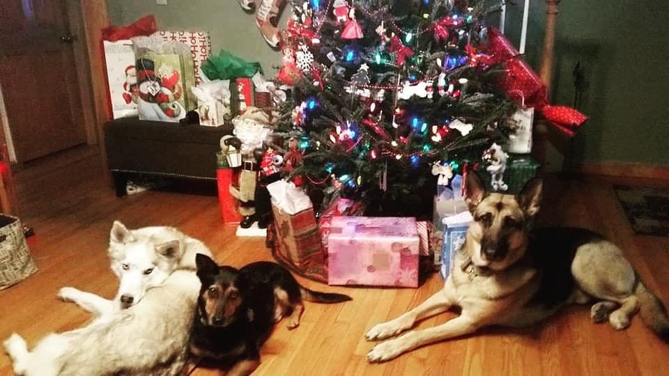 Three dogs—a husky, a black and tan dog, and a German Shepherd—lie on a wooden floor in front of a decorated Christmas tree.