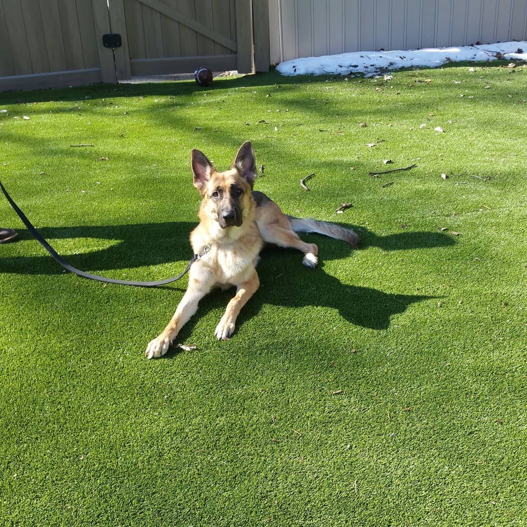 A German Shepherd dog rests on a grassy lawn, tethered by a leash, with a fence in the background.