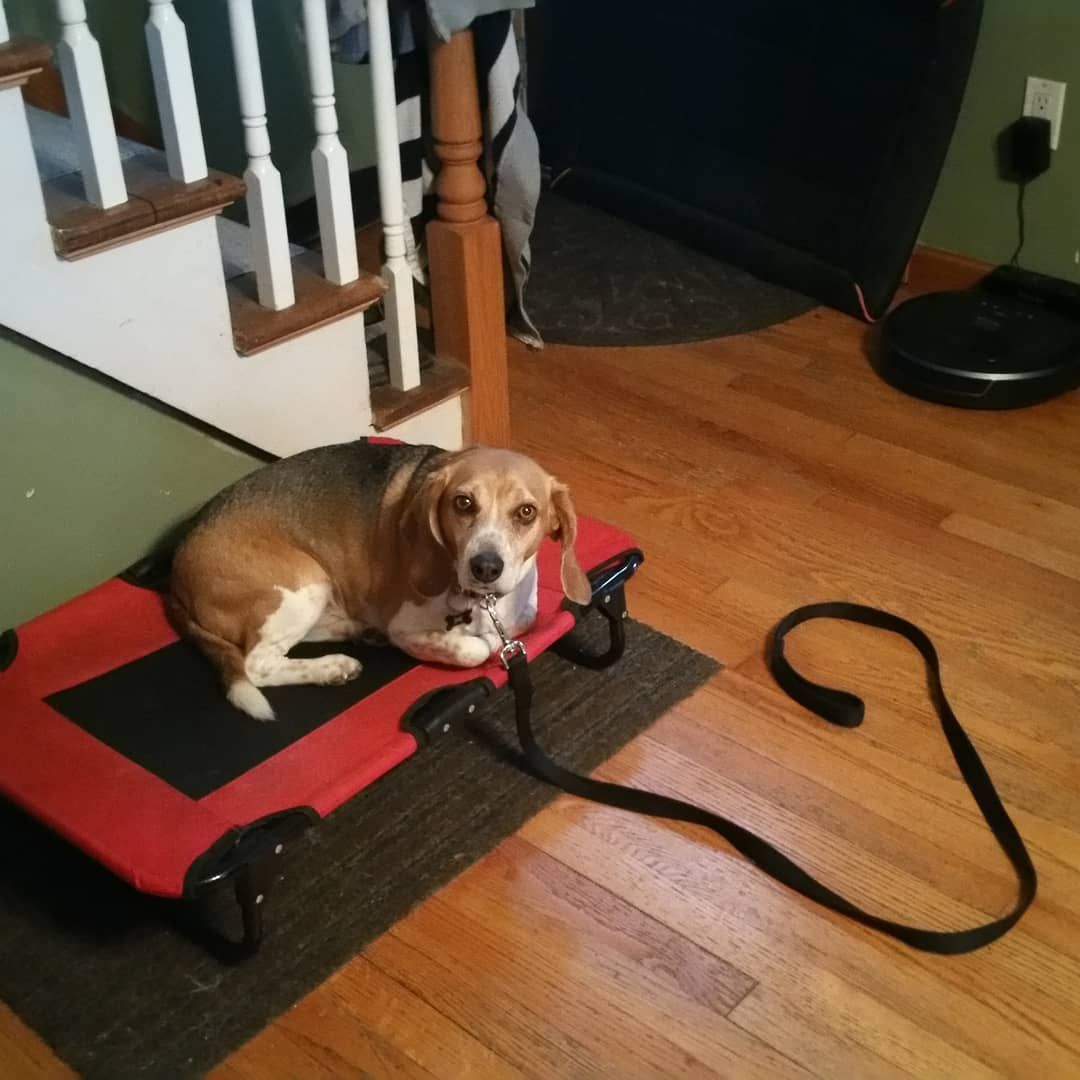 A beagle rests on a raised red pet cot next to a staircase, with its leash trailing onto the wooden floor.