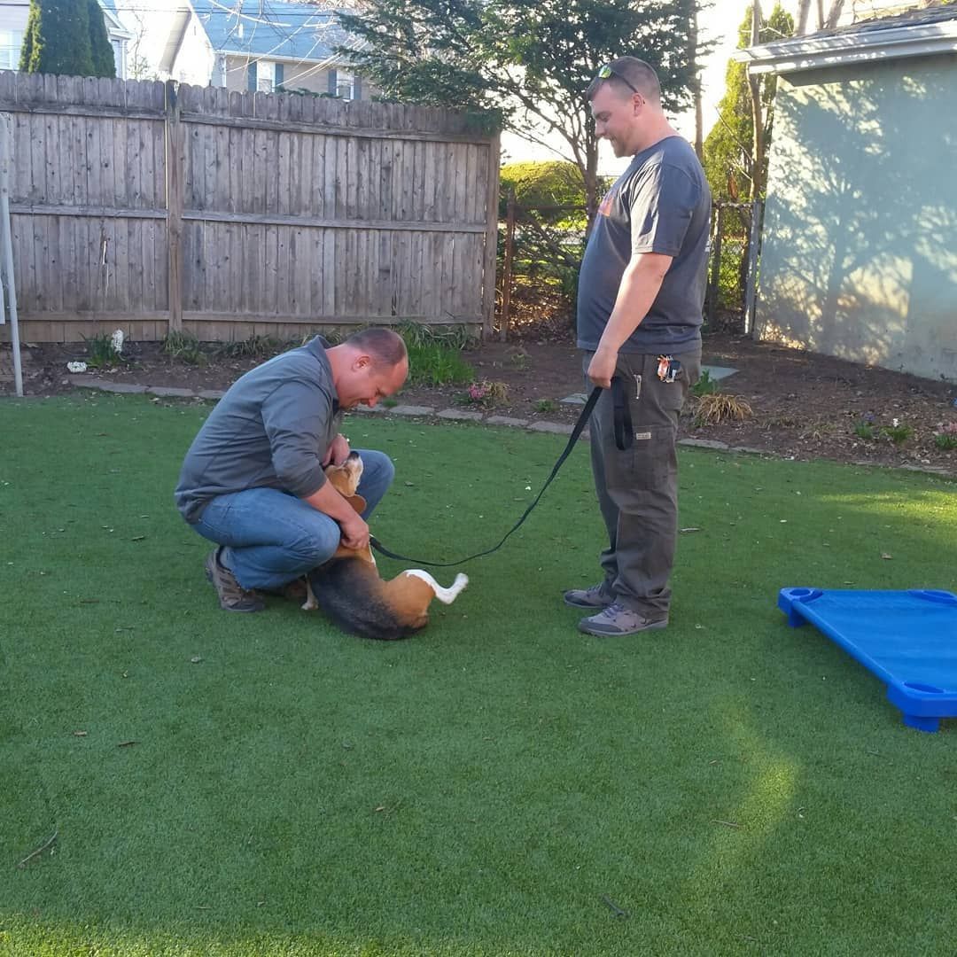 Two people interact with a dog on a leash in a sunny, fenced backyard with a blue pet bed on the grass nearby.