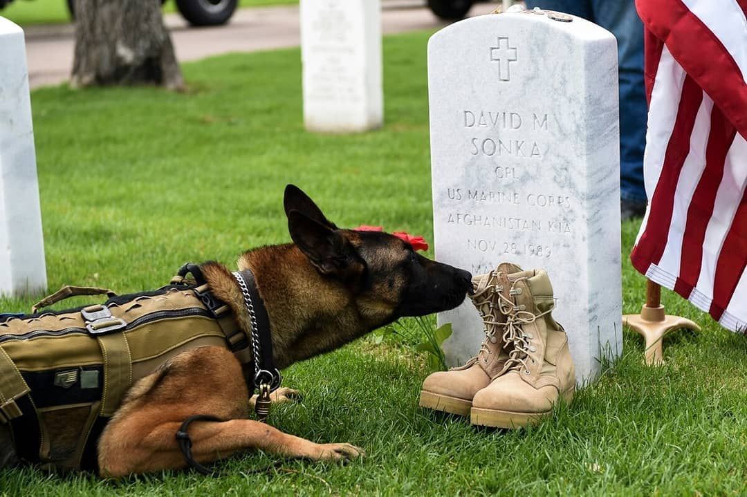 A military working dog wearing a tactical vest rests its head against a headstone beside a pair of combat boots.