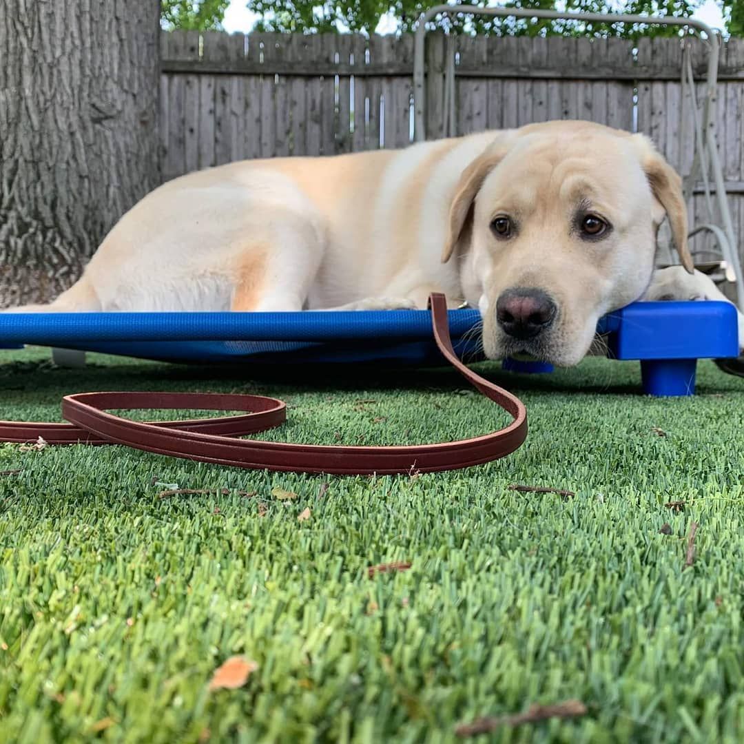 A yellow Labrador lies on a blue elevated dog bed in a grassy backyard with a brown leash resting nearby.